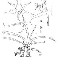 Image result for Cyrtorchis glaucifolia