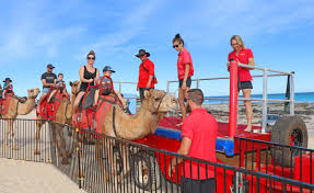 Camels can carry weigh up to 500 pounds so 2 people can ride it. Step Up For Camel Rides Broome Advertiser