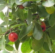 Image result for Diospyros lycioides