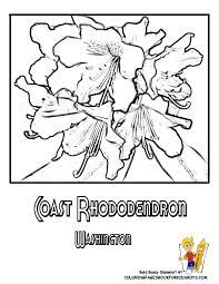 Washington State Flower Coloring Page Coast Rhododendron Coloring Pages Flower Coloring Pages Flower Art