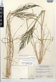 Image result for Leptochloa fusca