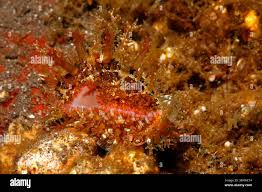 Image result for Terminalia boivinii