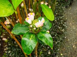 Image result for Costus afer