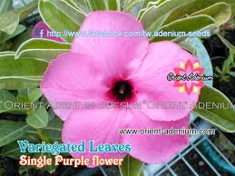 Image result for Adenium swazicum