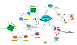Gotta say somethin' to ye. Biomolecules Free Full Text Fluctuations Of Histone Chemical Modifications In Breast Prostate And Colorectal Cancer An Implication Of Phytochemicals As Defenders Of Chromatin Equilibrium Html
