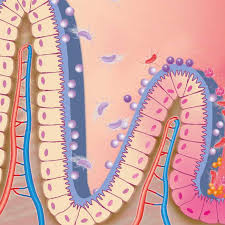 1) suspected intestinal infections, 2) suspected malassimilation (e.g. Kyberplus Bei Unklaren Abdominalbeschwerden Mikrooek De
