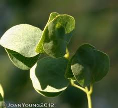 Image result for Acacia nigrescens