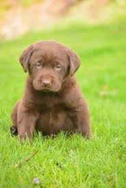 Check spelling or type a new query. Chocolate Lab Puppies For Sale Pennsylvania