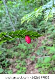 Image result for Vitex ferruginea