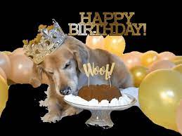 Birthday greetings birthday wishes birthday cards happy birthday. Dog Eating Cake Gifs Get The Best Gif On Giphy