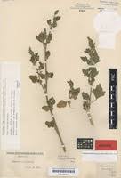 Image result for Chenopodium opulifolium