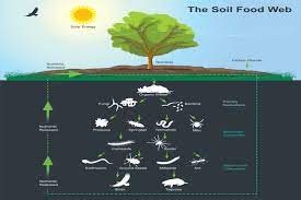 It also aims to show the transfer or flow of energy and materials, such as sunlight or carbon, that occurs between species via their feeding relationships. What Is A Food Web Definition Types And Examples