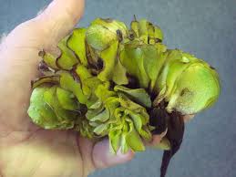 Image result for Salvinia hastata