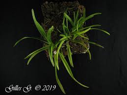 Image result for Ancistrorhynchus