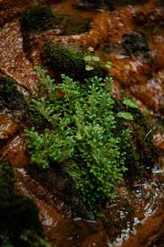 Image result for Salacia kraussii
