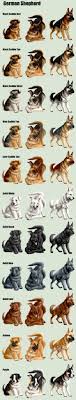 German Shepherd Dog Coat Colors Can We Say German Shepherd German Shepherd Dogs Shepherd Dog German Shepherd