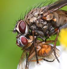 Image result for Hunteria congolana