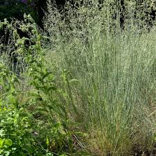 Image result for Festuca simensis