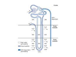 Loop of henle learn by taking a quiz. The Physiology Of The Loop Of Henle Structure The Loop Composes The Pars Recta Of The Proximal Tubule Thick Descending Limb The Thin Descending And Ppt Download