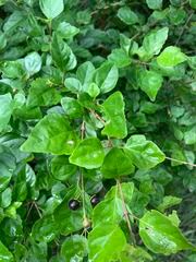 Image result for Premna mooiensis