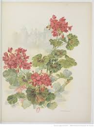 La Plante Fleurs Feuillage Fruits Legumes Dans La Nature Et La Decoration Par G Fraipont Gallica Botany Botanical Vintage World Maps