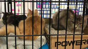 See the latest ads for pets for sale and more. Lockhart Animal Shelter In Need Of Adopters After Taking In Dozens Of Cats From Hoarding Situation Kvue Com