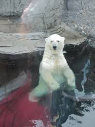 Gus The Polar Bear At Central Park Zoo Passed Away Today Rip Gus He Was 27 Cute Bear Drawings Polar Bear Bear Cartoon
