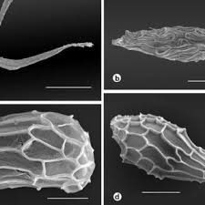 Image result for Ancistrorhynchus clandestinus