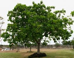 Image result for Cordia sp.A.