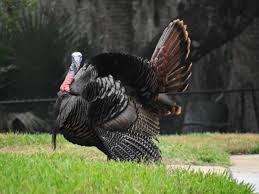 Birds That Look Like Turkeys In Florida Wild Turkey Suburb Of Mount Dora Florida Bald Eagle Wild Turkey Mount Dora