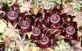 Image result for Duvalia polita