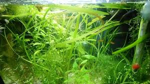 Lippy The Betta Eats Snail Youtube