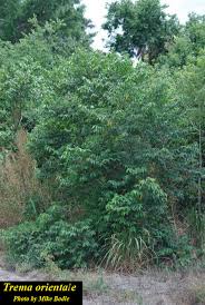 Image result for Trema sp A