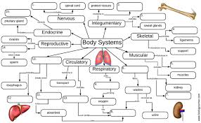 Body Systems Graphic Organizer Human Body Systems Projects Body Systems Lessons Body Systems Worksheets