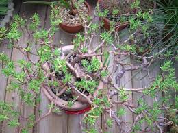 Image result for Crassula sarcocaulis