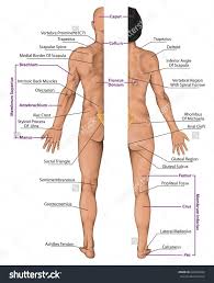 The human back extends from the buttocks to the posterior portion of the neck and shoulders.it is opposite from the chest, and the vertebral column runs down the back. Human Body Diagram Female Back Human Anatomy