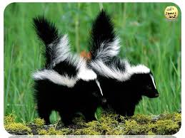 Kokarca Bu Tehlikeli Siviyi Puskurtmek Icin Dusmanin Yuzune Dogru Yonelir Ve Bu Sivi Derinin Siddetli Tahrisine Ha Baby Skunks Weird Animals Animals Beautiful