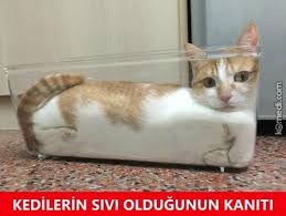 Kedi Replikleri 3 Icin 200 Fikir Kedi Komik Komik Kediler