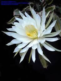 This page contains affiliate links quick look: Plantfiles Pictures Strophocactus Species Dog Tail Cactus Selenicereus Testudo By Ulfeliasson