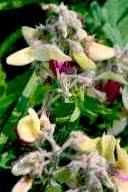 Image result for Tephrosia rhodesica