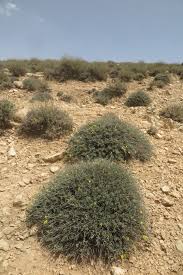 Image result for Argyrolobium stolzii