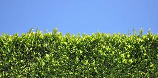 The pineapple guava makes an interesting edible hedge plant for north and central florida. The Best Hedge Plants For Florida