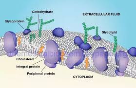 Resistance Of Cell Membranes To Different Detergents | Pnas