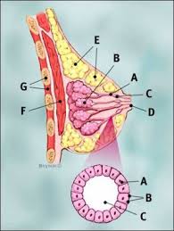 Untungnya, ada sejumlah metode efektif untuk meredakan nyeri pada puting, apa pun. Mengenal Kanker Payudara Halaman All Kompasiana Com
