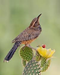 Birds Of The Southwest United States The Cactus Wren Campylorhynchus Brunneicapillus Is A Species Of Wren That Is Native To The Southwestern United States To Cen Cactus Wren Birds Arizona Birds