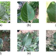 Apple trees can suffer damage to their fruit, branches, trunk and leaves due to disease, insect pests, environmental conditions and nutrient deficiencies. Healthy Apple Leaves And Five Common Disease Types A Healthy Leaves Download Scientific Diagram