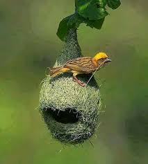 Dokumaci Kusu Ninhos De Aves Passaros Coloridos Passaros Brasileiros