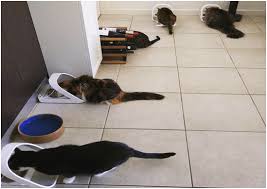 We did not find results for: Mealtime For The Multiple Cat Household Adelaidevet