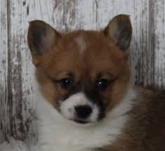 Look at pictures of corgi puppies in indiana who need a home. Carson Male Welsh Corgi Puppy In Harlan Indiana Welsh Corgi Puppies Corgi Puppy Corgi