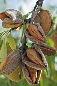 How To Plant Grow And Care For Almond Trees Fruit Plants Fruit Garden Almond Tree